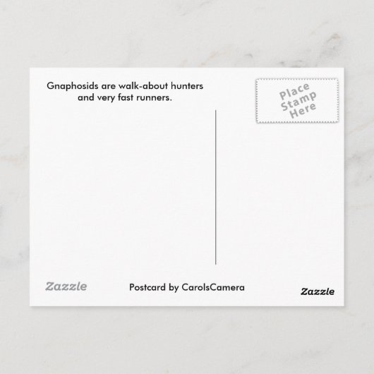 Carte postale Spider Gnaphosid (Dos)