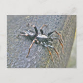 Carte postale Spider Gnaphosid (Devant)