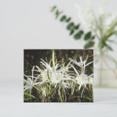 Carte Postale Spider Lily (Debout devant)