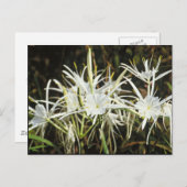 Carte Postale Spider Lily (Devant / Derrière)
