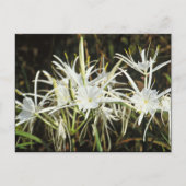 Carte Postale Spider Lily (Devant)