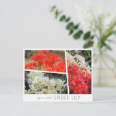 Carte Postale Spider Lily (Debout devant)