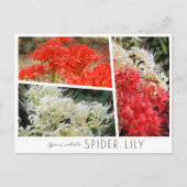 Carte Postale Spider Lily (Devant)