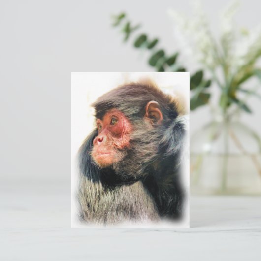 CARTE POSTALE SPIDER MONKEY (Debout devant)