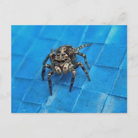 Carte postale Spider Noir & Blanc Sel (Devant)