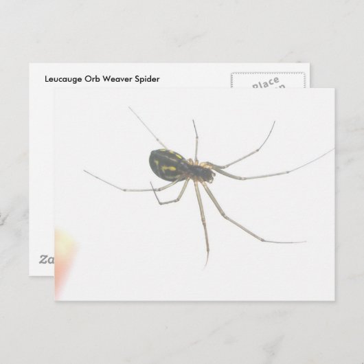 Carte postale Spider Underside (Devant / Derrière)