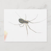 Carte postale Spider Underside (Devant)