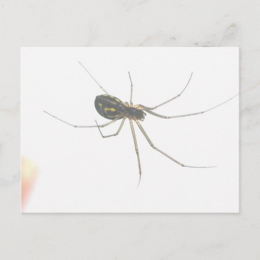 Carte postale Spider Underside (Devant)