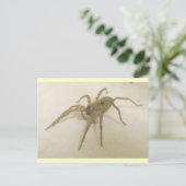 Carte postale Spider Visitor de cuisine (Debout devant)