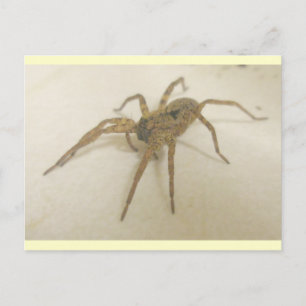 Carte postale Spider Visitor de cuisine