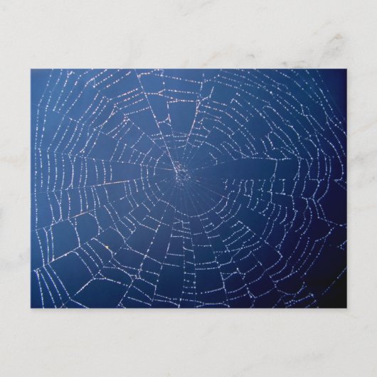 Carte Postale Spider Web (Devant)