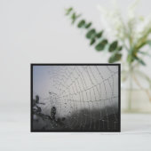 Carte postale Spiderweb (Debout devant)