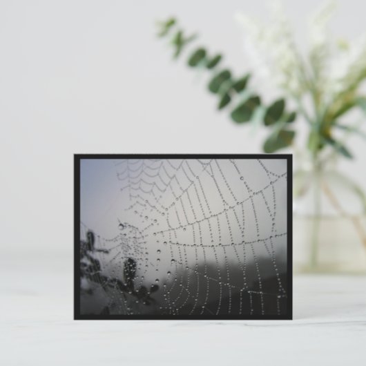 Carte postale Spiderweb (Debout devant)
