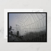 Carte postale Spiderweb (Devant / Derrière)