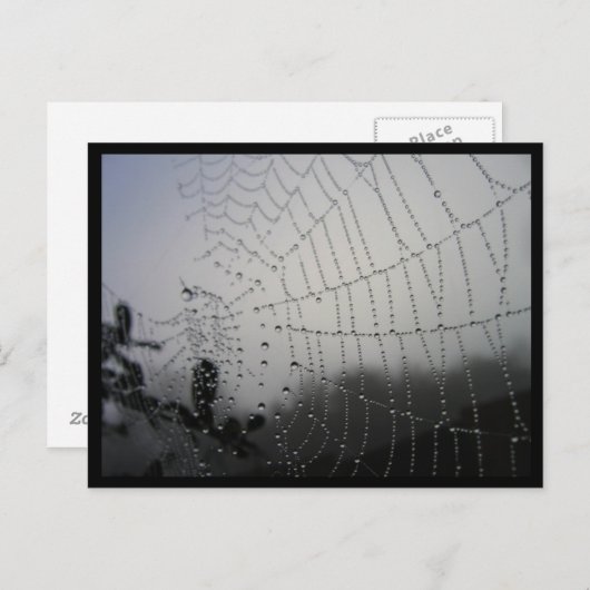 Carte postale Spiderweb (Devant / Derrière)