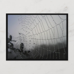 Carte postale Spiderweb