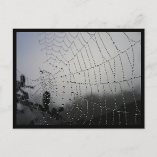 Carte postale Spiderweb (Devant)