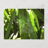 Carte Postale Spiderweb dans Tropical Leaves Nature (Devant)