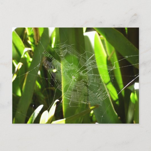 Carte Postale Spiderweb dans Tropical Leaves Nature (Devant)