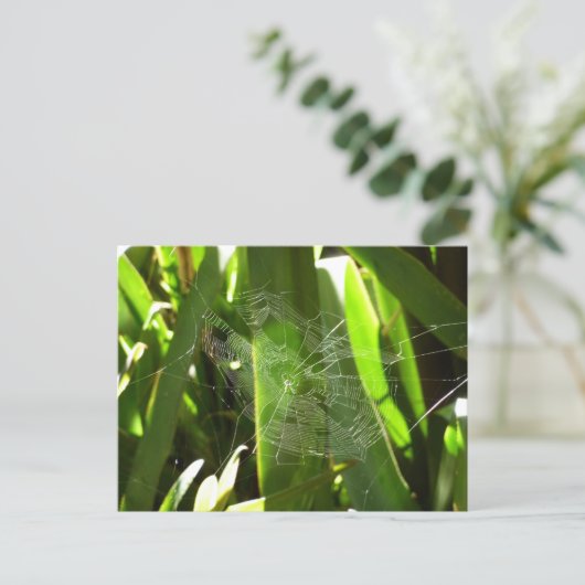 Carte Postale Spiderweb dans Tropical Leaves Nature (Debout devant)