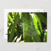 Carte Postale Spiderweb dans Tropical Leaves Nature (Devant / Derrière)
