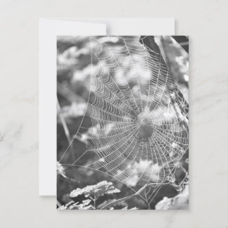 Carte Postale Spiderweb en herbe longue