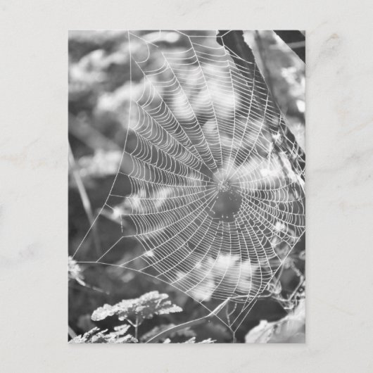 Carte Postale Spiderweb en herbe longue (Devant)