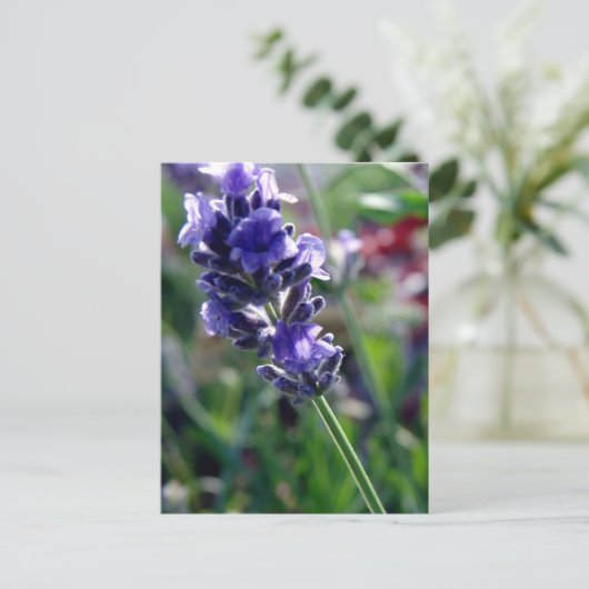 Carte Postale Spike aux fleurs violettes (Debout devant)