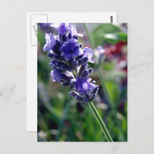 Carte Postale Spike aux fleurs violettes (Devant / Derrière)