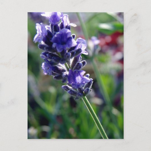 Carte Postale Spike aux fleurs violettes (Devant)