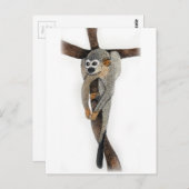 Carte Postale spikey (Devant / Derrière)