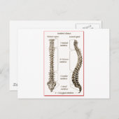 Carte Postale Spine (Devant / Derrière)