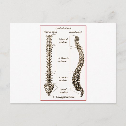 Carte Postale Spine (Devant)