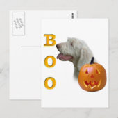 Carte Postale Spinone Italiano Boo (Devant / Derrière)