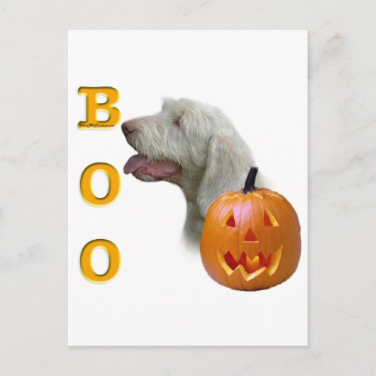 Carte Postale Spinone Italiano Boo (Devant)