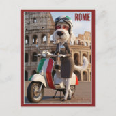 Carte Postale Spinone Italien Rome (Devant)