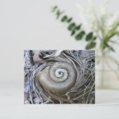 Carte postale Spirale Coquille Snail (Debout devant)