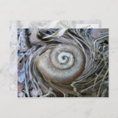 Carte postale Spirale Coquille Snail (Devant / Derrière)