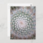 Carte Postale Spirale de Cactus (Devant / Derrière)