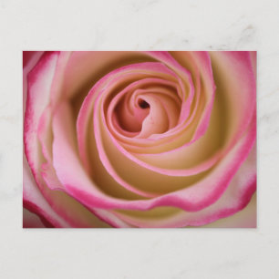 Carte Postale Spirale pétale Rose délicate