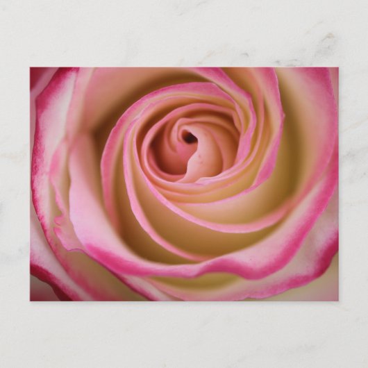 Carte Postale Spirale pétale Rose délicate (Devant)