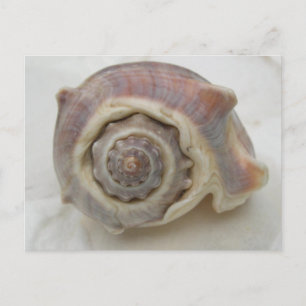 Carte Postale Spire Spiral Crown Shell Photographie