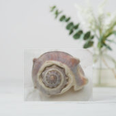 Carte Postale Spire Spiral Crown Shell Photographie (Debout devant)