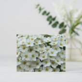 Carte Postale Spirea Arguta (Debout devant)