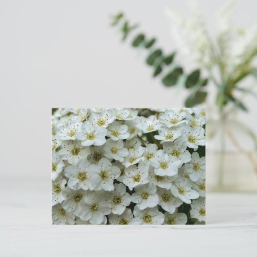 Carte Postale Spirea Arguta (Debout devant)