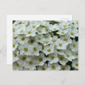 Carte Postale Spirea Arguta (Devant / Derrière)