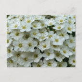 Carte Postale Spirea Arguta (Devant)