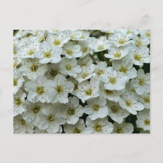 Carte Postale Spirea Arguta (Devant)