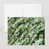 Carte Postale Spirea Arguta (Devant / Derrière)