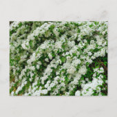 Carte Postale Spirea Arguta (Devant)